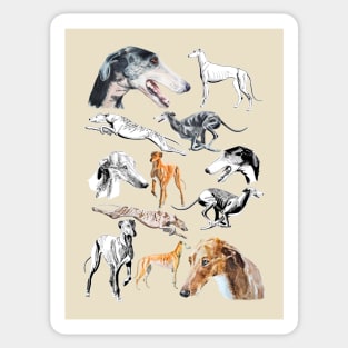 greyhound Sticker